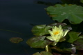蓮の花・黄色　ループ素材