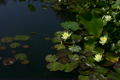蓮の花・黄色　ループ素材