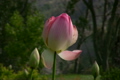 蓮の花・桃色