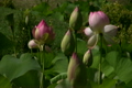 蓮の花・桃色