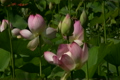 蓮の花・桃色