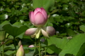 蓮の花・桃色