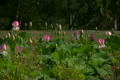 蓮の花・桃色