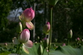 蓮の花・桃色