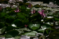蓮の花・紫　ループ素材