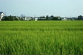 夏の田園