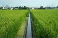 夏の田園