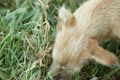 Close-up of stray dog licks box with yogurt in grass.