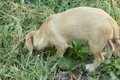 Stray dog licks box with yogurt in grass.