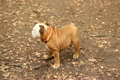 Bulldog stands in park and then leaves.