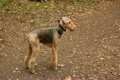 Airedale Terrier stands in park