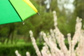 Wet rain umbrella in background shrub with flowers