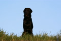 Dog breed Labrador retriever sits on grass