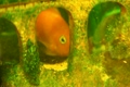 Close-up of fish swims an aquarium