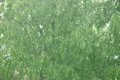 rain and tree