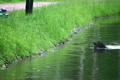 dog on pond