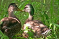Ducks in grass