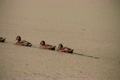 Ducks and one