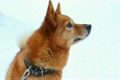 orange dog