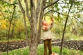 boy removing long pole apples from apple-tree