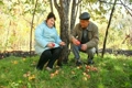 aged man gathering apples and giving to aged woman