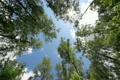 crones of trees and sun shines through gentle green foliage