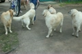 unidentified woman walks with a lot of dogs