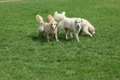 four dogs on grass in summer park