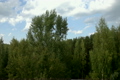 View on trees and sky in rainy day
