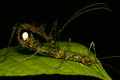 Spiny moss-mimicking stick insect (Acanthoclonia sp.)