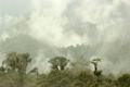 Misty cloudforest in the Ecuadorian Andes