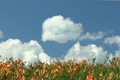ニッコウキスゲと雲