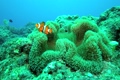 カクレクマノミ