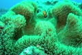 カクレクマノミ