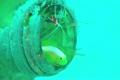 ナカモトイロワケハゼ