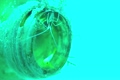 ナカモトイロワケハゼ