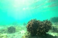 浅瀬のサンゴ