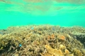 浅瀬のサンゴ