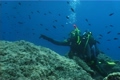Diver