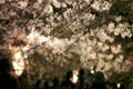 夜桜〜桜のトンネル