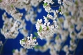 桜揺れる?背景ブルー