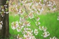 桜?風で散る