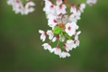 桜揺れる