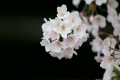 ぼんぼり桜?背景黒