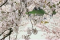 桜とボート