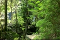 るり渓の森林