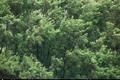 風に揺れる樹木
