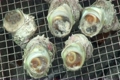 サザエのつぼ焼き