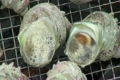 サザエのつぼ焼き