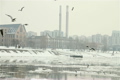Seagulls over Icy River 03 city with sound
